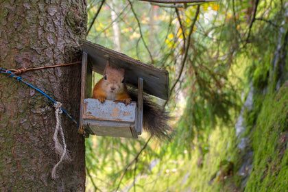 squirrel pet in house hammock